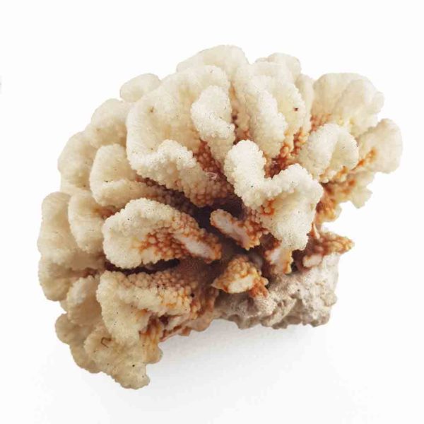 Corail blanc beige ancien – texture organique