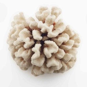 Corail blanc naturel sec vue du dessus – décoration marine