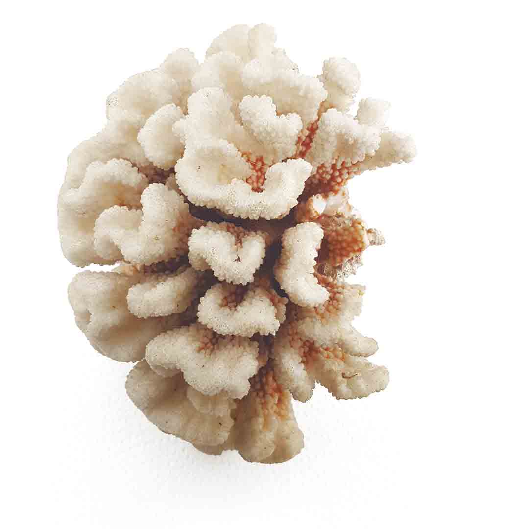 Corail fossile en éventail – objet décoratif vintage